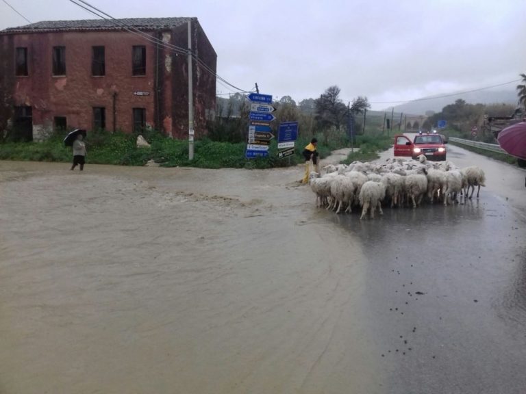 Agricoltura. Sunseri (M5S), stagione a rischio causa clima. Bandiera chieda stato di calamità al ministro Centinaio